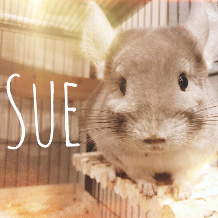 チンチラのスー