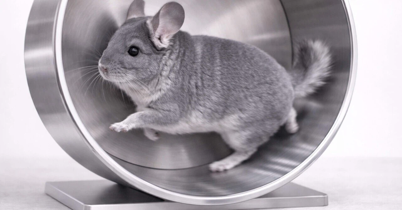 【海外の飼育基準】チンチラの回し車、選ぶなら知っておきたい「安全の条件」と「リスク」