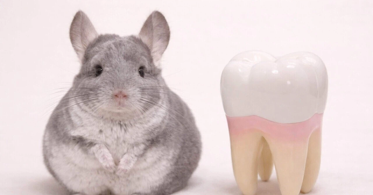 チンチラの病気③：スパイクは「摩耗の破綻」のサイン